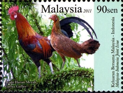 Red Junglefowl (Gallus gallus)