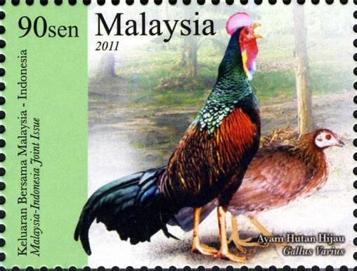 Green Junglefowl (Gallus varius)