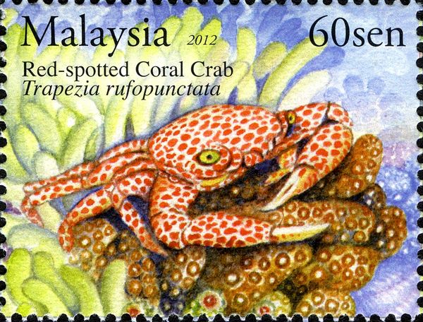 Red-spotted Coral Crab (Trapezia rufopunctata)