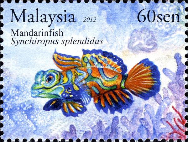 Mandarinfish (Synchiropus splendidus)
