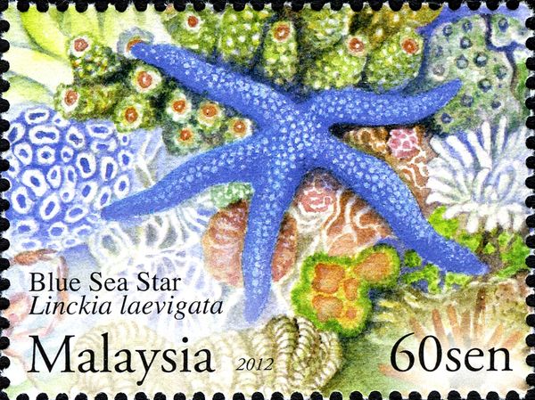 Blue Star (Linckia laevigata)