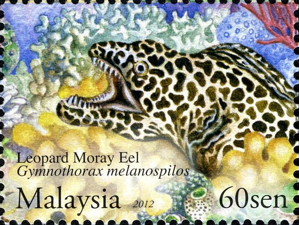 Leopard Moray Eel (Gymnothorax melanospilos)