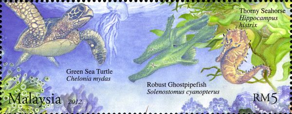Green Sea Turtle (Chelonia mydas), Robust Ghost Pipefish (So