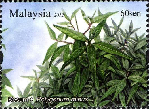 Aromatic Plants - Kesum
