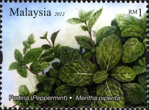 Aromatic Plants - Pudina