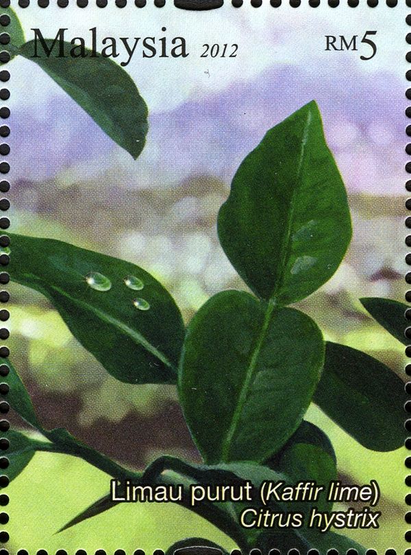 Aromatic Plants - Kaffir Lime