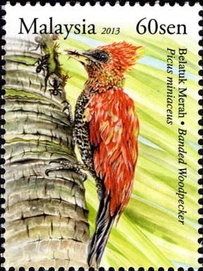 Banded Woodpecker (Picus miniaceus)