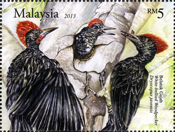 White-bellied Woodpecker (Dryocopus javensis)