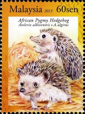African Pygmy Hedgehog (Atelerix albiventris x A. algirus)