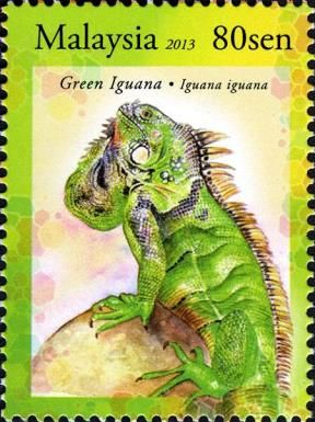 Green Iguana (Iguana iguana)