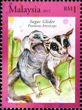 Sugar Glider (Petaurus breviceps)