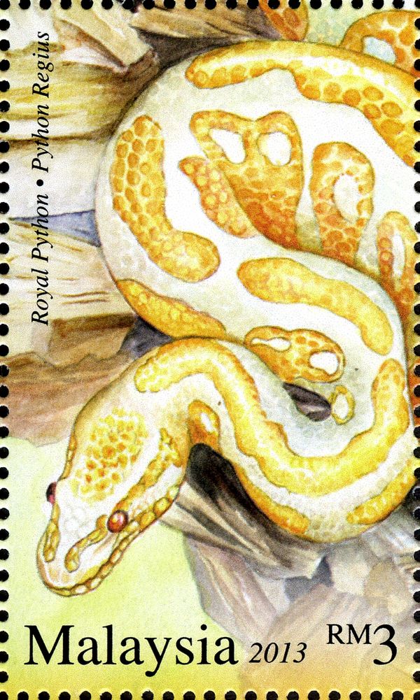 Royal Python (Python regius)