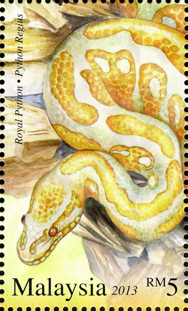 Royal Python (Python regius)