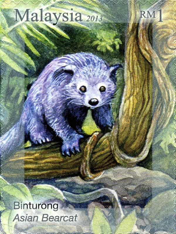 Binturong (Arctictis binturong)