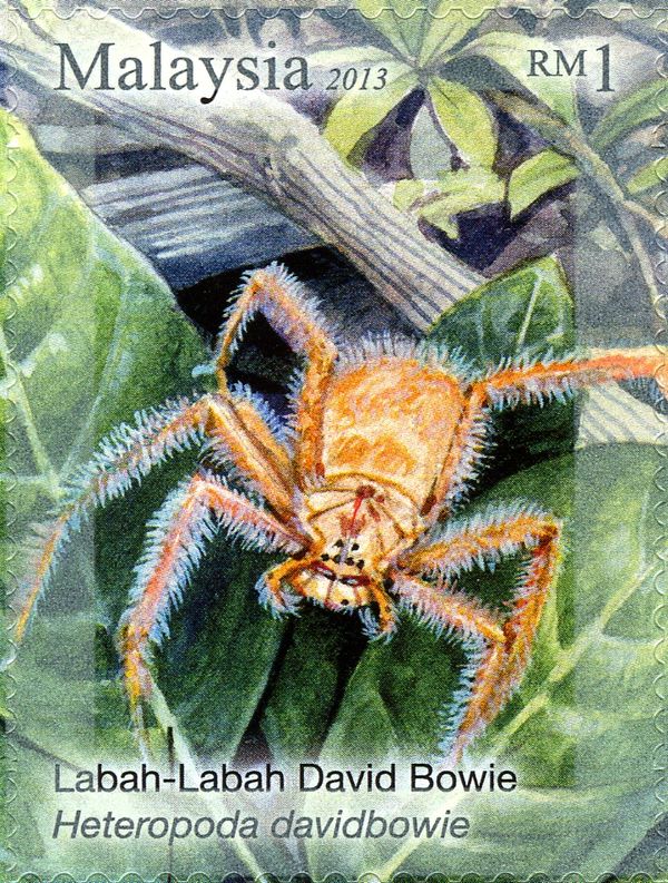 Orange Huntsman Spider (Heteropoda davidbowie)