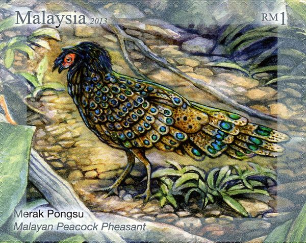 Malayan Peacock-pheasant (Polyplectron malacense)