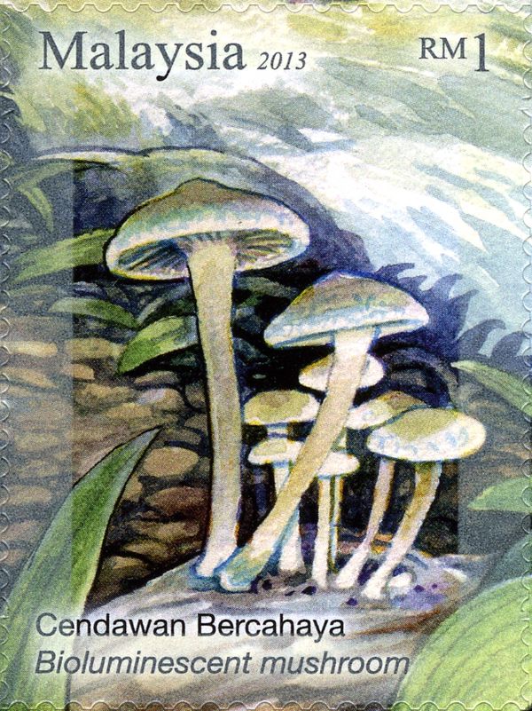 Bioluminescent Mushroom