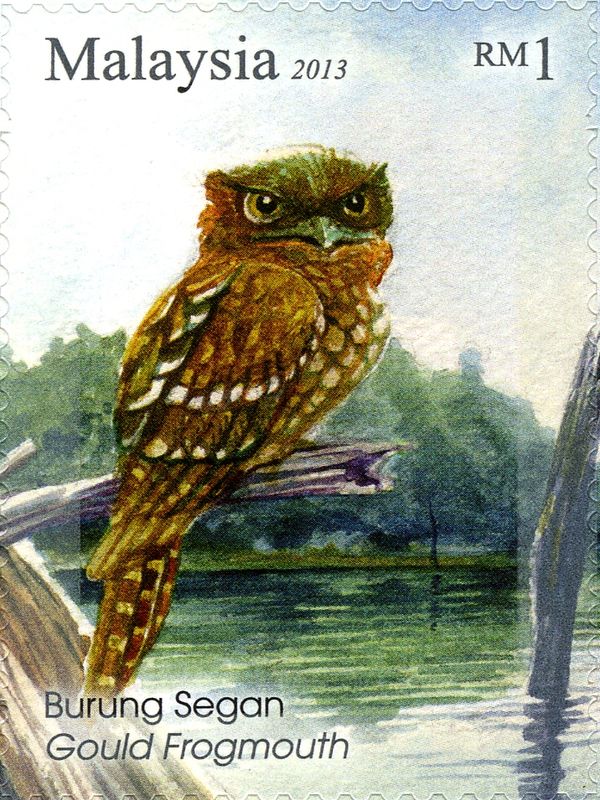 Gould's Frogmouth (Batrachostomus stellatus)