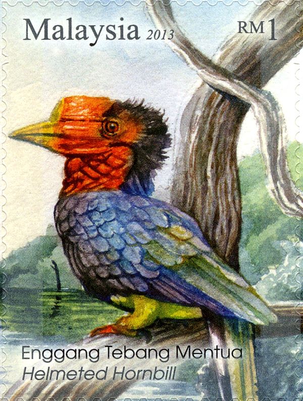 Helmeted Hornbill (Rhinoplax vigil)