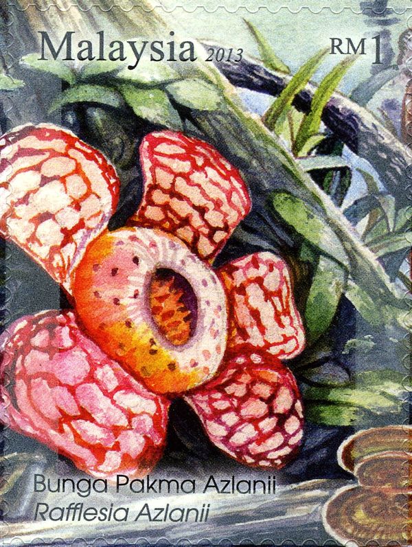 Rafflesia azlanii