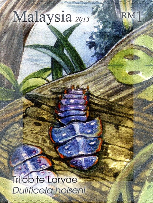 Trilobite Beetle (Duliticola hoiseni)