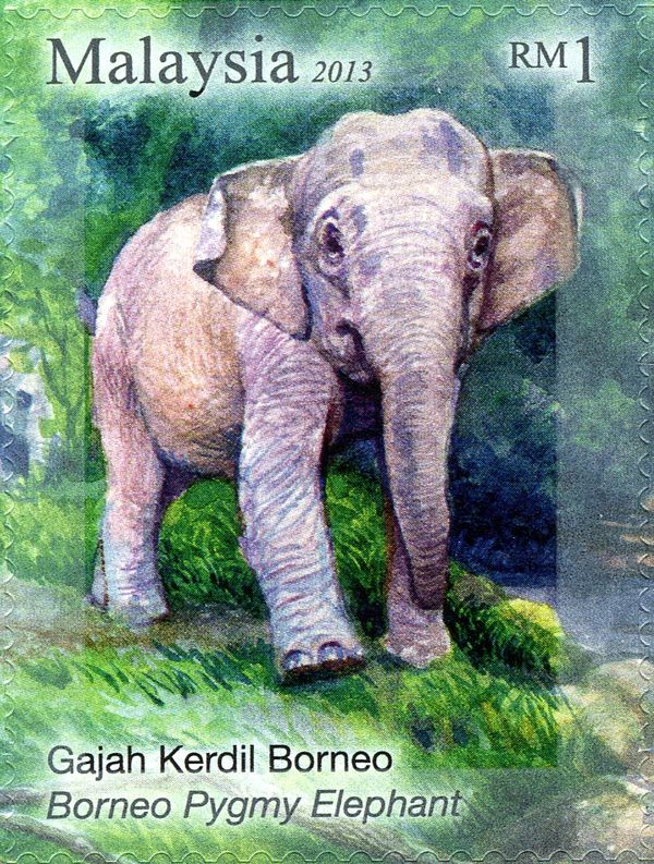 Borneo Elephant (Elephas maximus borneensis)