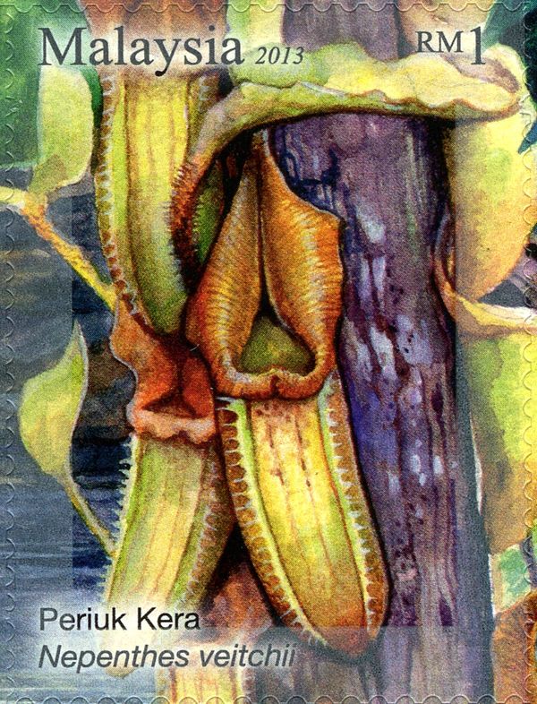 Nepenthes veitchii