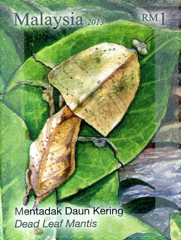 Dead Leaf Mantis (Deroplatys lobata)