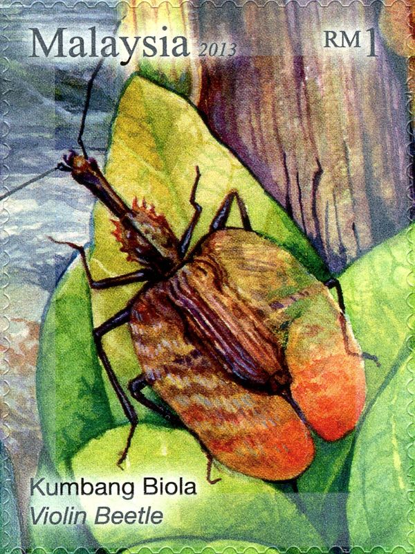 Violin Beetle (Mormolyce phyllodes)