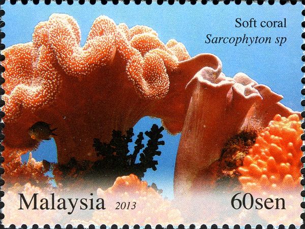 Mushroom Leather Coral  (Sarcophyton sp.)