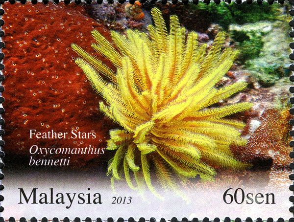 Bennett's Feather Star (Oxycomanthus bennetti)