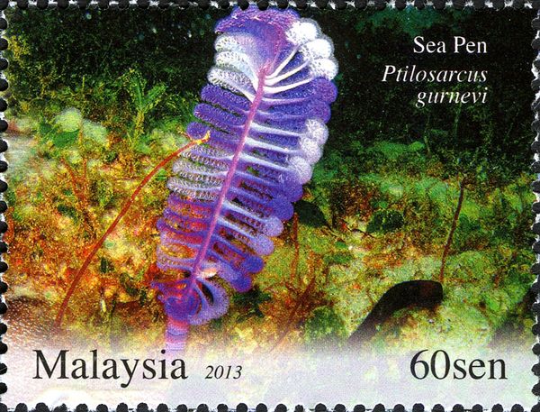 Sea Pen (Ptilosarcus gurneyi)