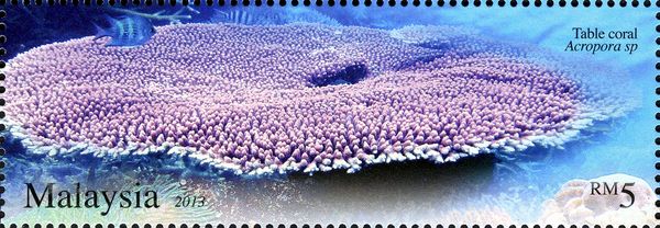 Table Coral (Acropora sp.)