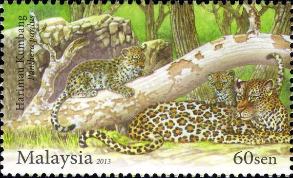 Leopard (Panthera pardus)