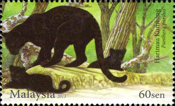 Leopard (Panthera pardus) - Black