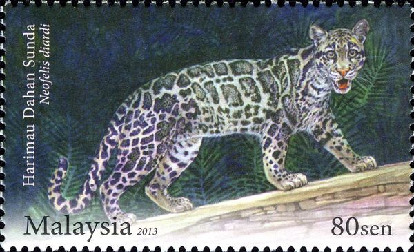 Sunda Clouded Leopard (Neofelis diardi)