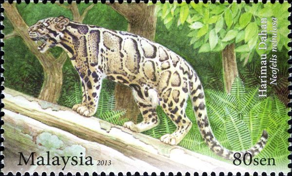 Clouded Leopard (Neofelis nebulosa)