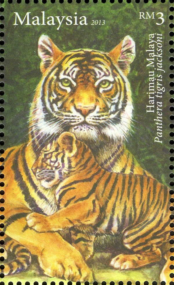 Malayan Tiger (Panthera tigris jacksoni)