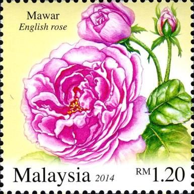 English rose