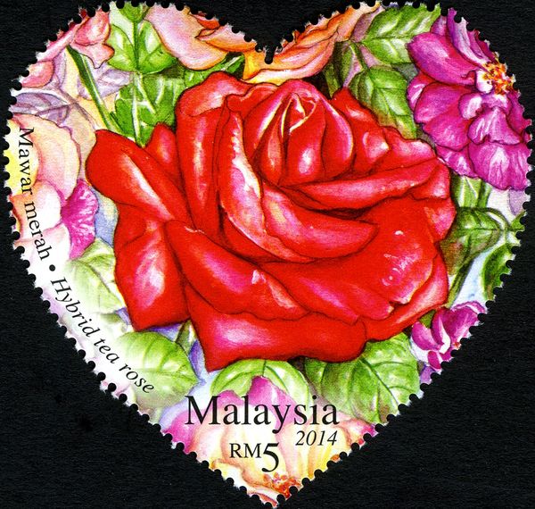 Hybrid tea rose