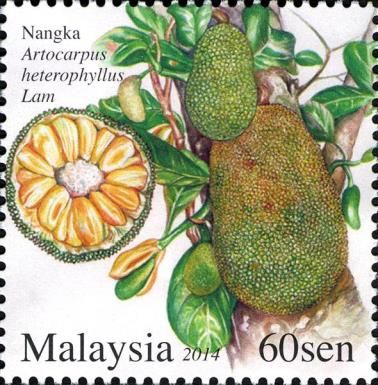 Artocarpus heterophyllus