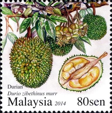 Durio zibethinus murr
