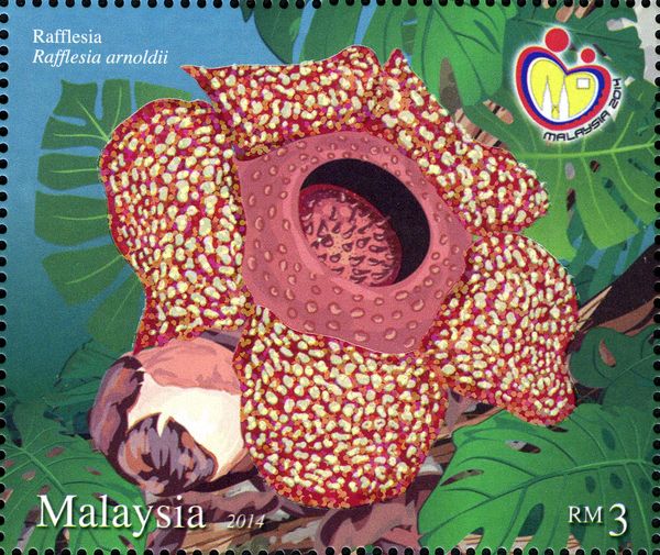 Rafflesia