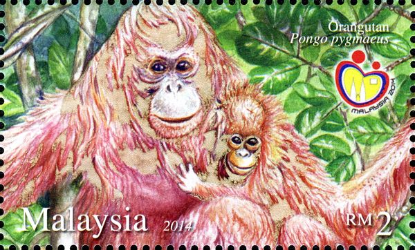 Bornean Orangutan (Pongo pygmaeus)