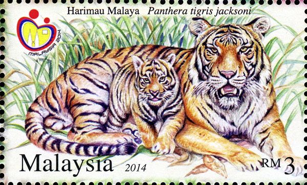 Malayan Tiger (Panthera tigris jacksoni)