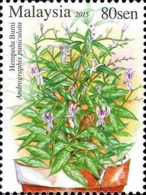 Andrographis paniculata