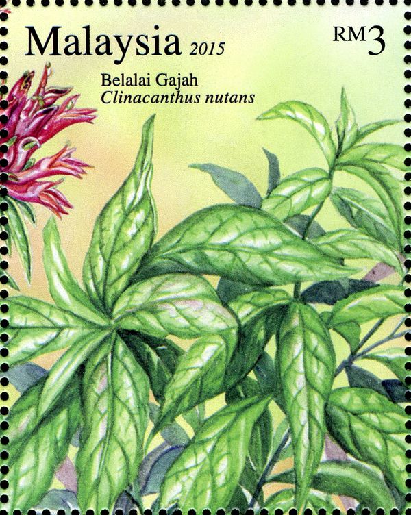 Sabah Snake Grass (Clinacanthus nutans)