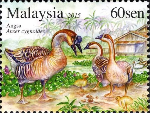 Swan Goose (Anser cygnoides)