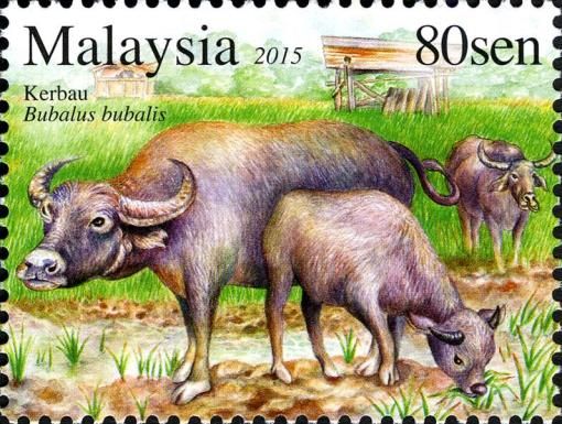Domestic Asian Water Buffalo (Bubalus bubalis)