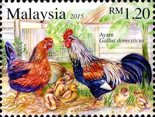 Rooster, Hen and Chickens (Gallus gallus domesticus)